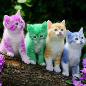 Meet your Posher, Sally